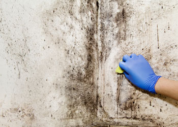 scrubbing mold on wall